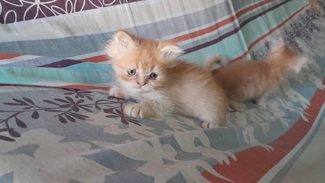 persion kittens for sale 3