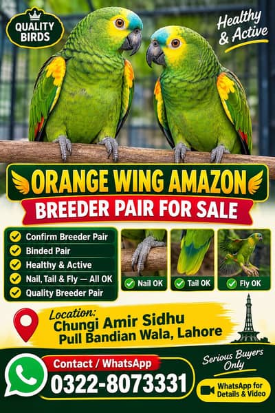 ORANGE WING AMAZON BREEDER PAIR FOR SALE