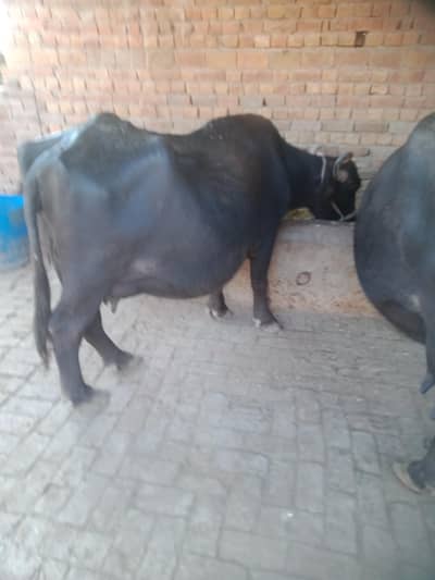 female buffalos