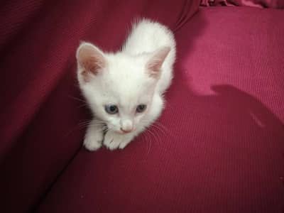 Domestic Shorthair