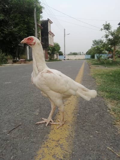 Heera murghi mushki madi