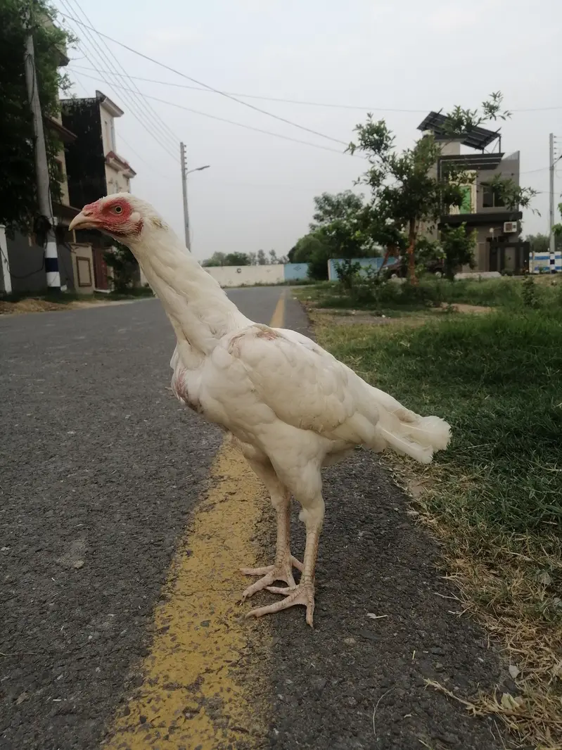 Heera murghi mushki madi — photo 2