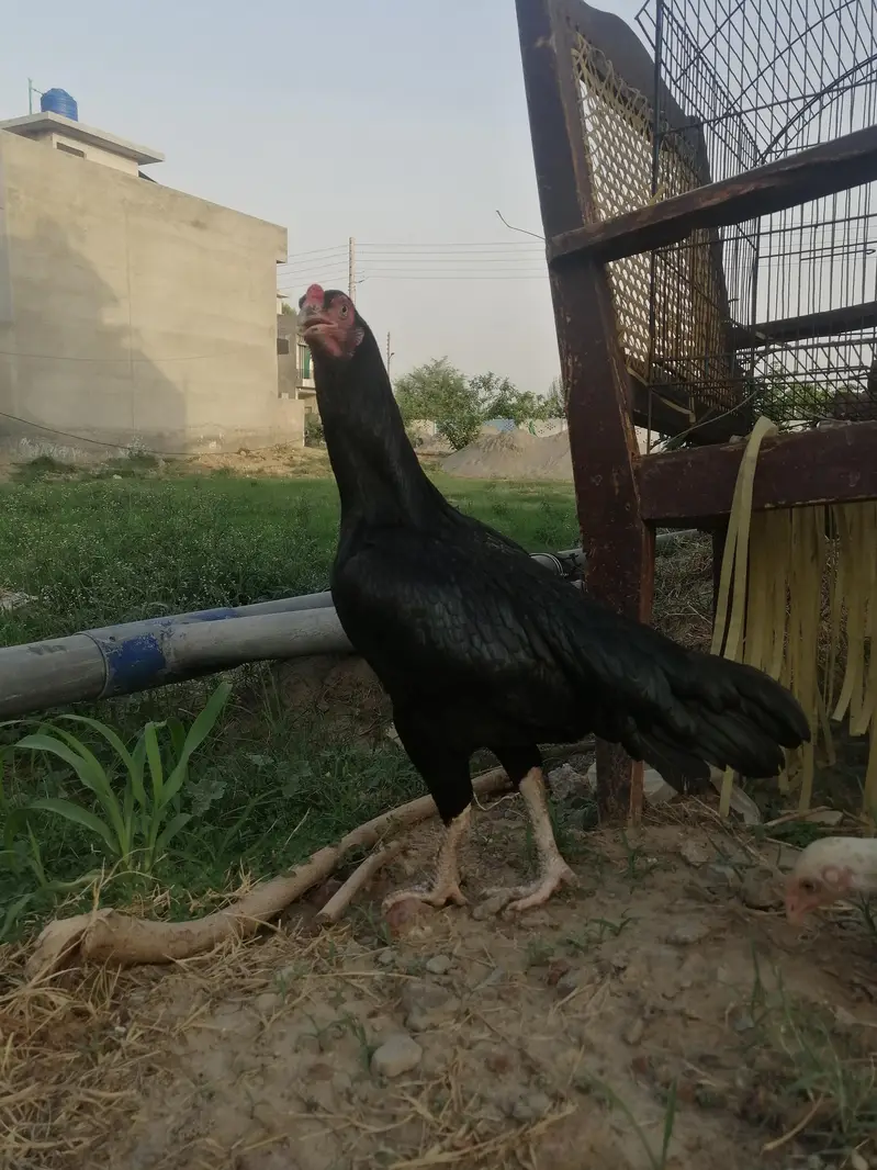 Heera murghi mushki madi — photo 4
