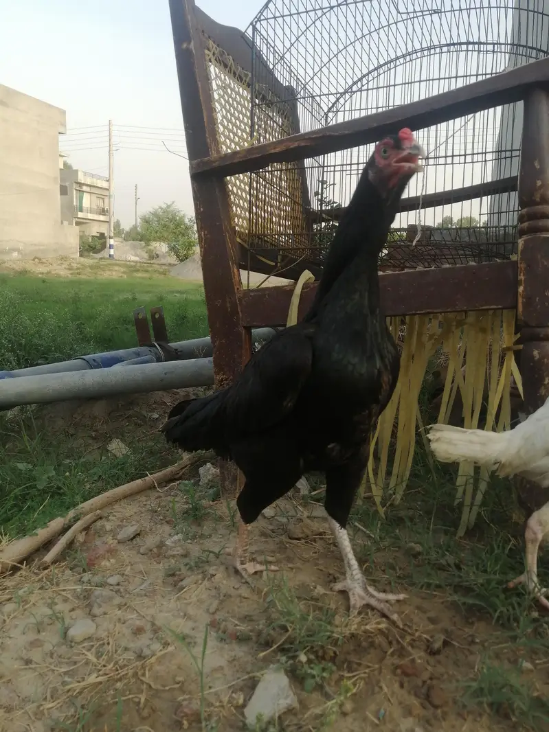 Heera murghi mushki madi — photo 5