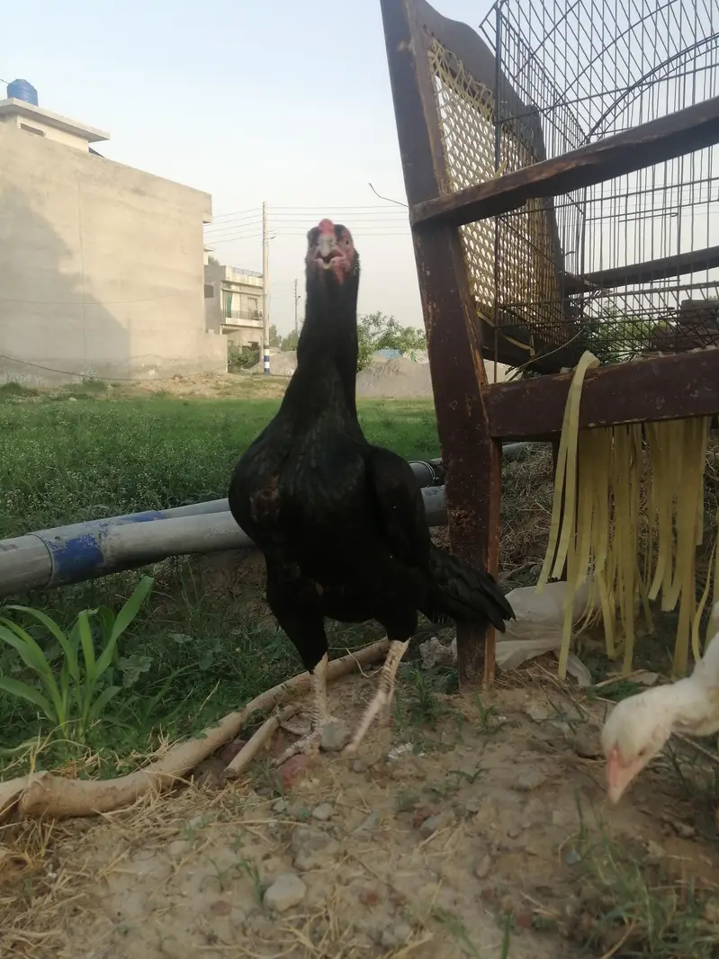 Heera murghi mushki madi — photo 6