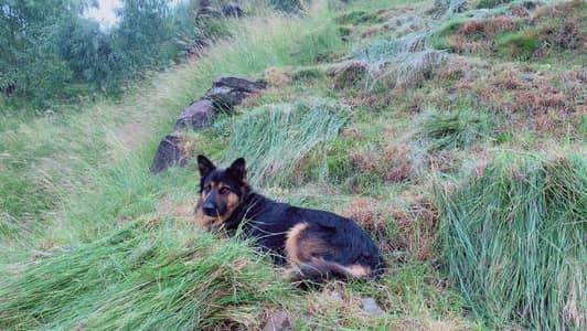 German Shepard fully trained vaccinated intelligent security in charg
