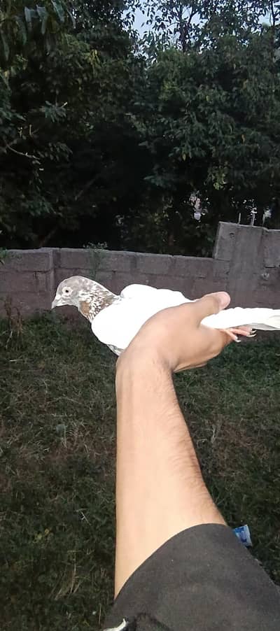 high flyer pegions