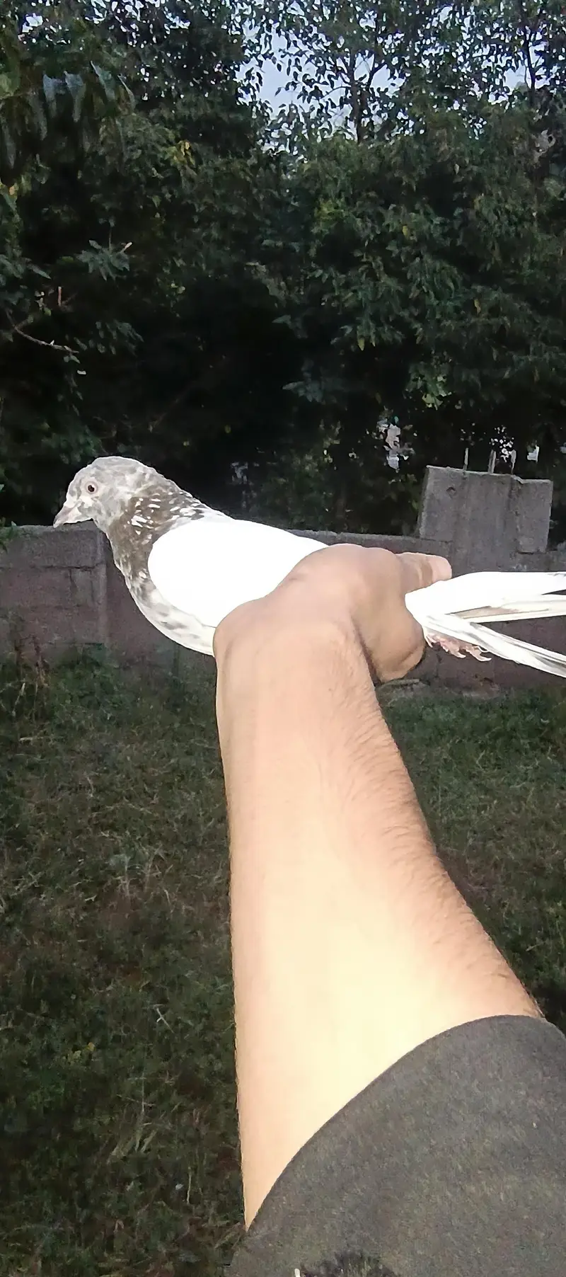 high flyer pegions — photo 2