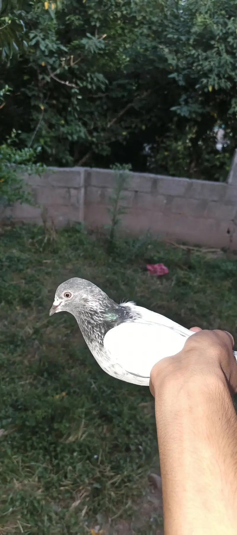 high flyer pegions — photo 6