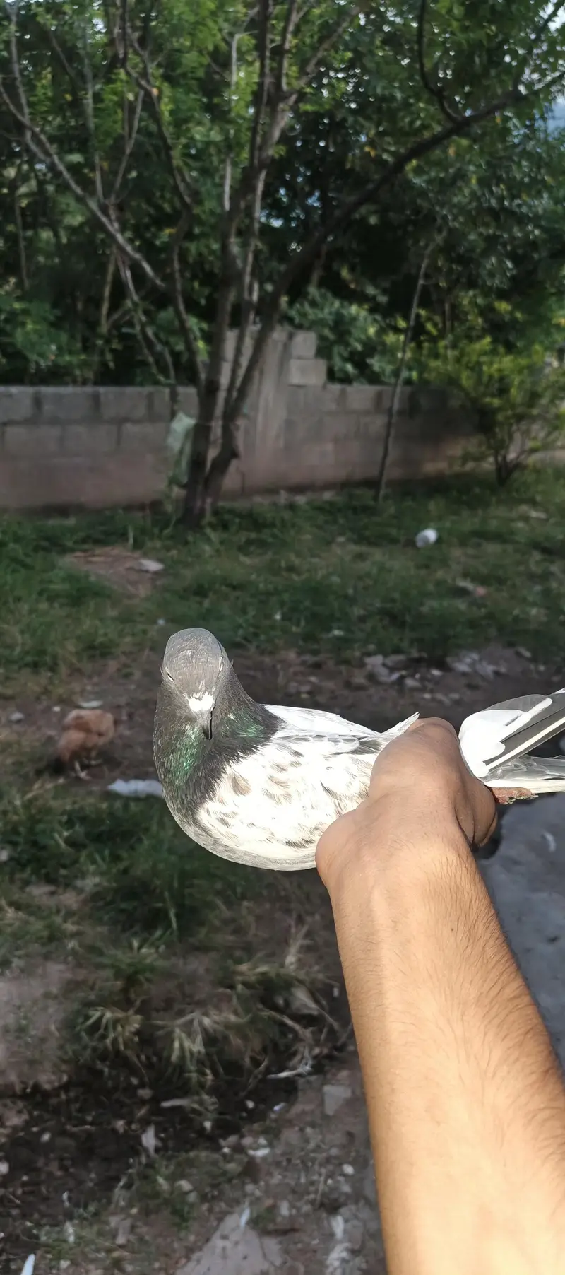 high flyer pegions — photo 8