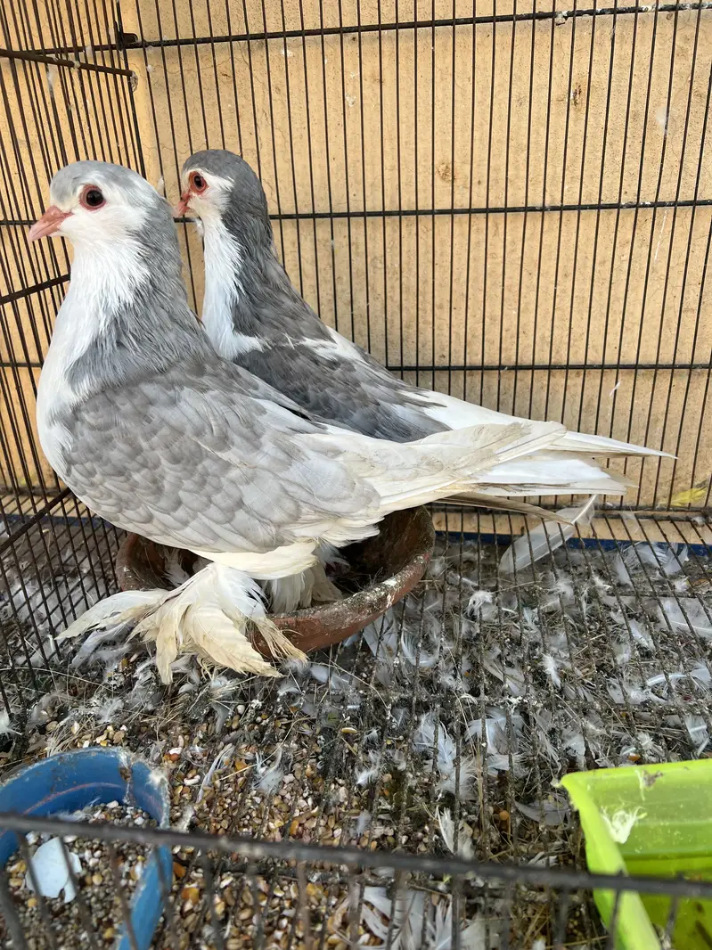 Lahori silver sherazi — photo 3