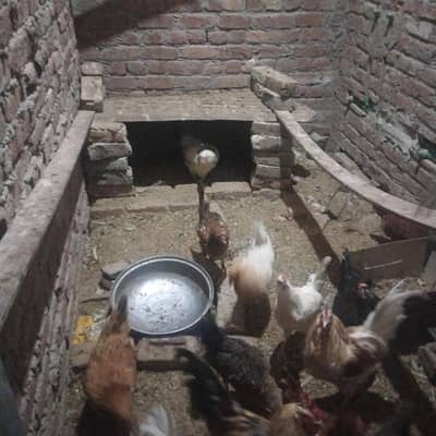 hens for sale