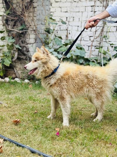 Male Siberian Husky odd eyes wooly coat 03051383016