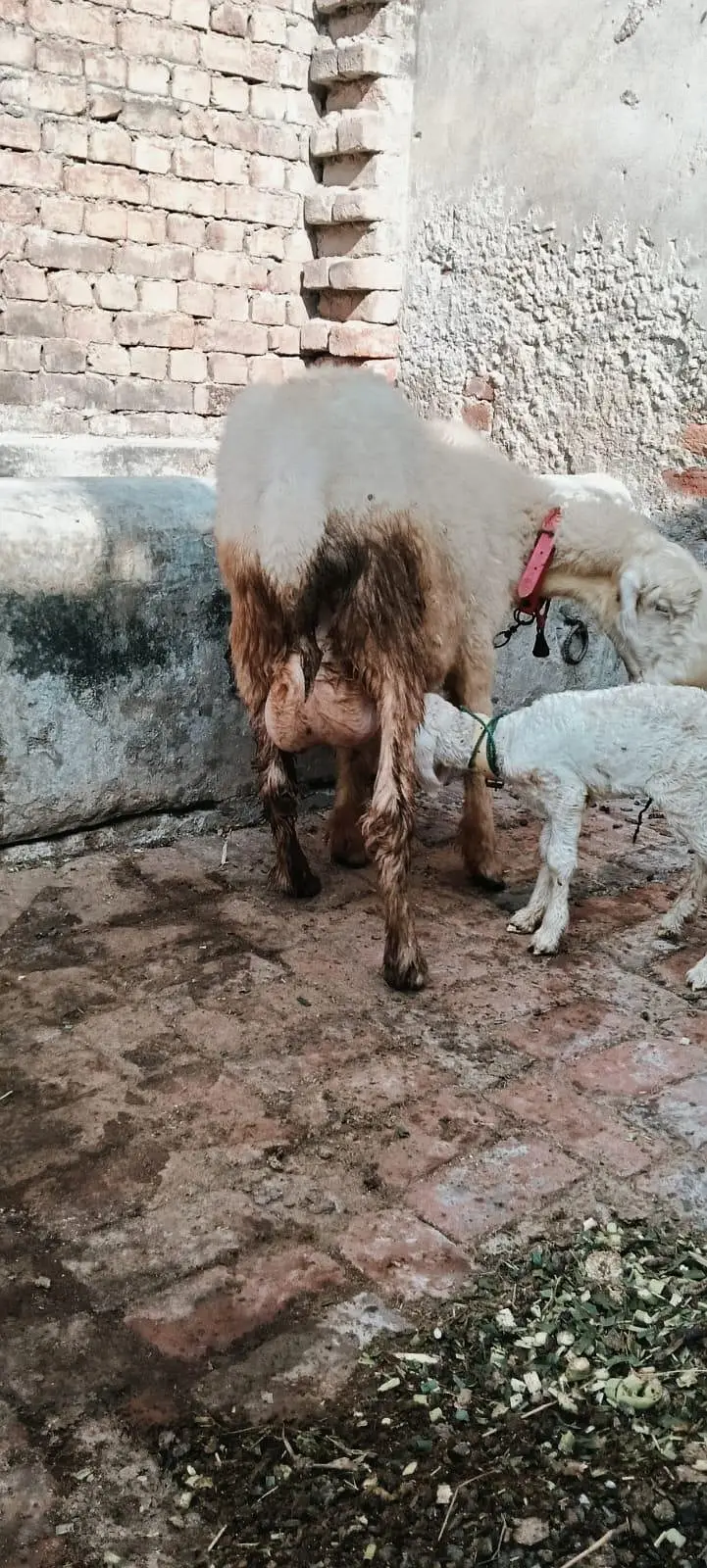 Pure Mundri for sale in Gujrat + kid for sale — photo 3