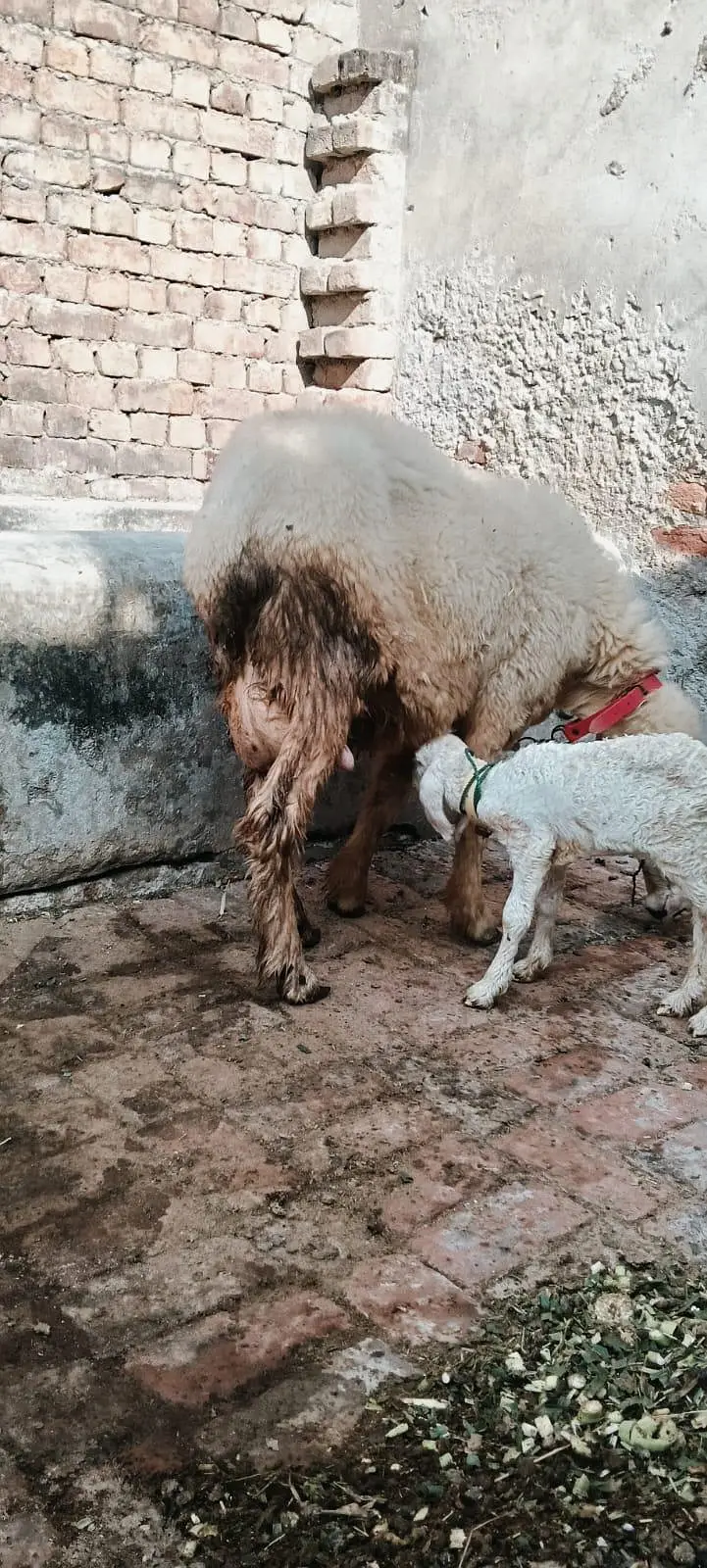 Pure Mundri for sale in Gujrat + kid for sale — photo 4