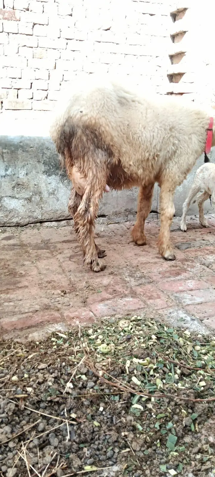 Pure Mundri for sale in Gujrat + kid for sale — photo 5