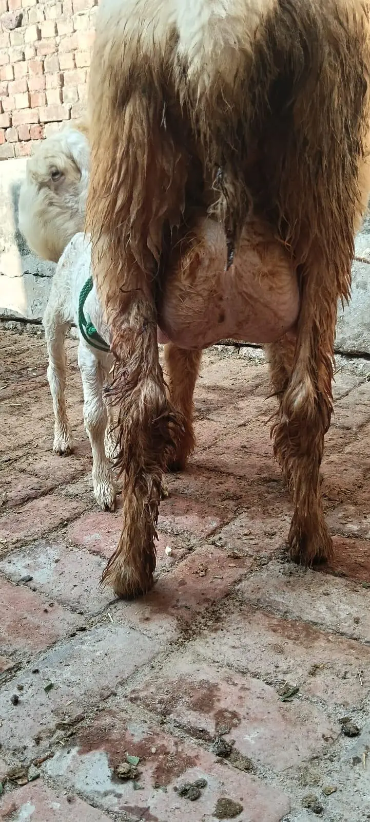 Pure Mundri for sale in Gujrat + kid for sale — photo 7