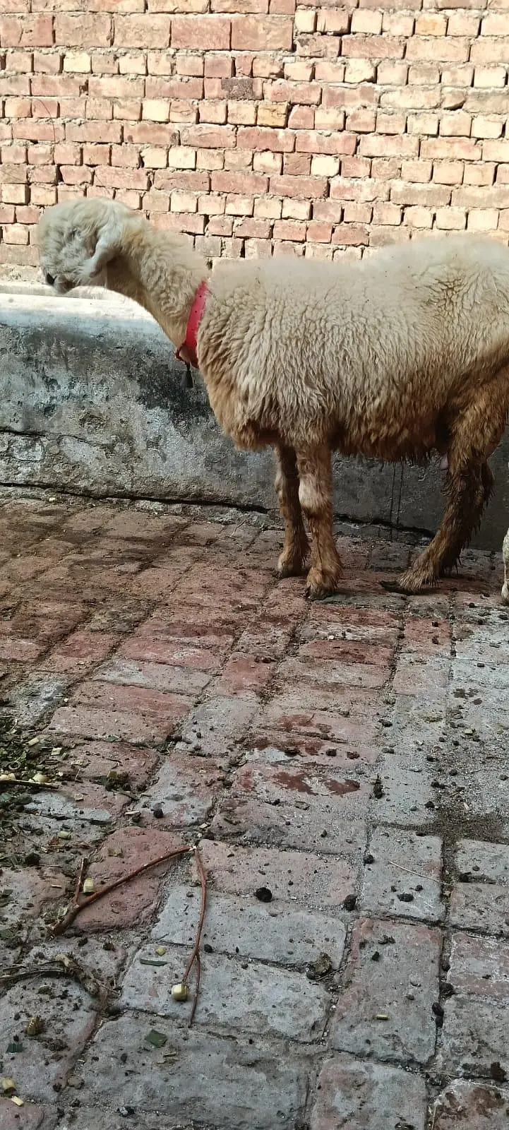 Pure Mundri for sale in Gujrat + kid for sale — photo 8