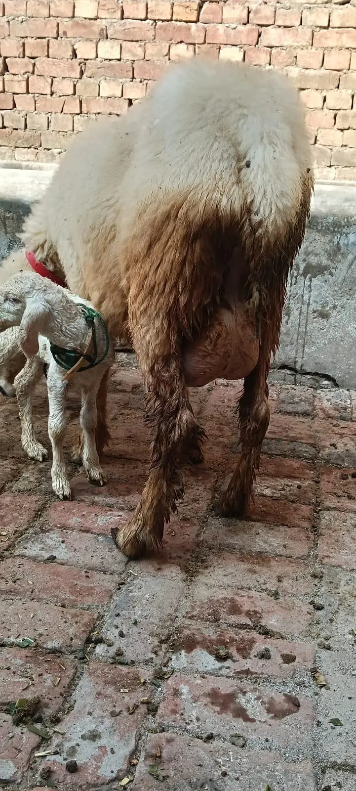 Pure Mundri for sale in Gujrat + kid for sale — photo 9