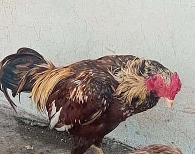 lackha mian wali aseel male for sale