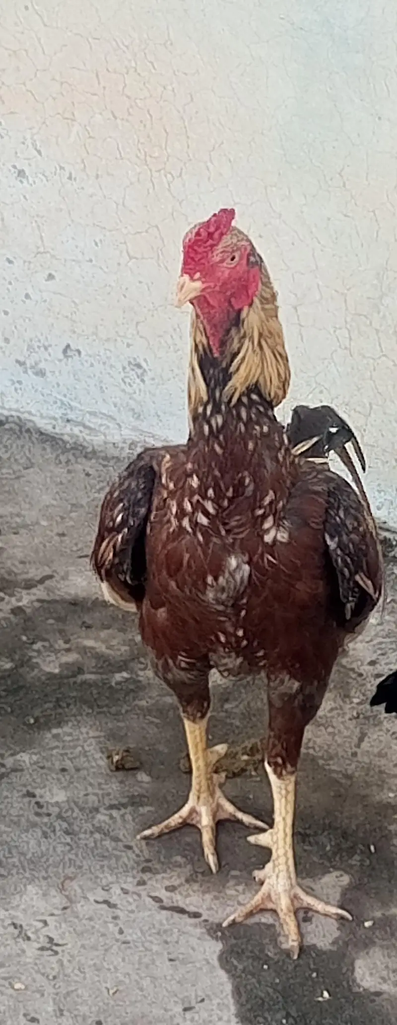 lackha mian wali aseel male for sale — photo 2