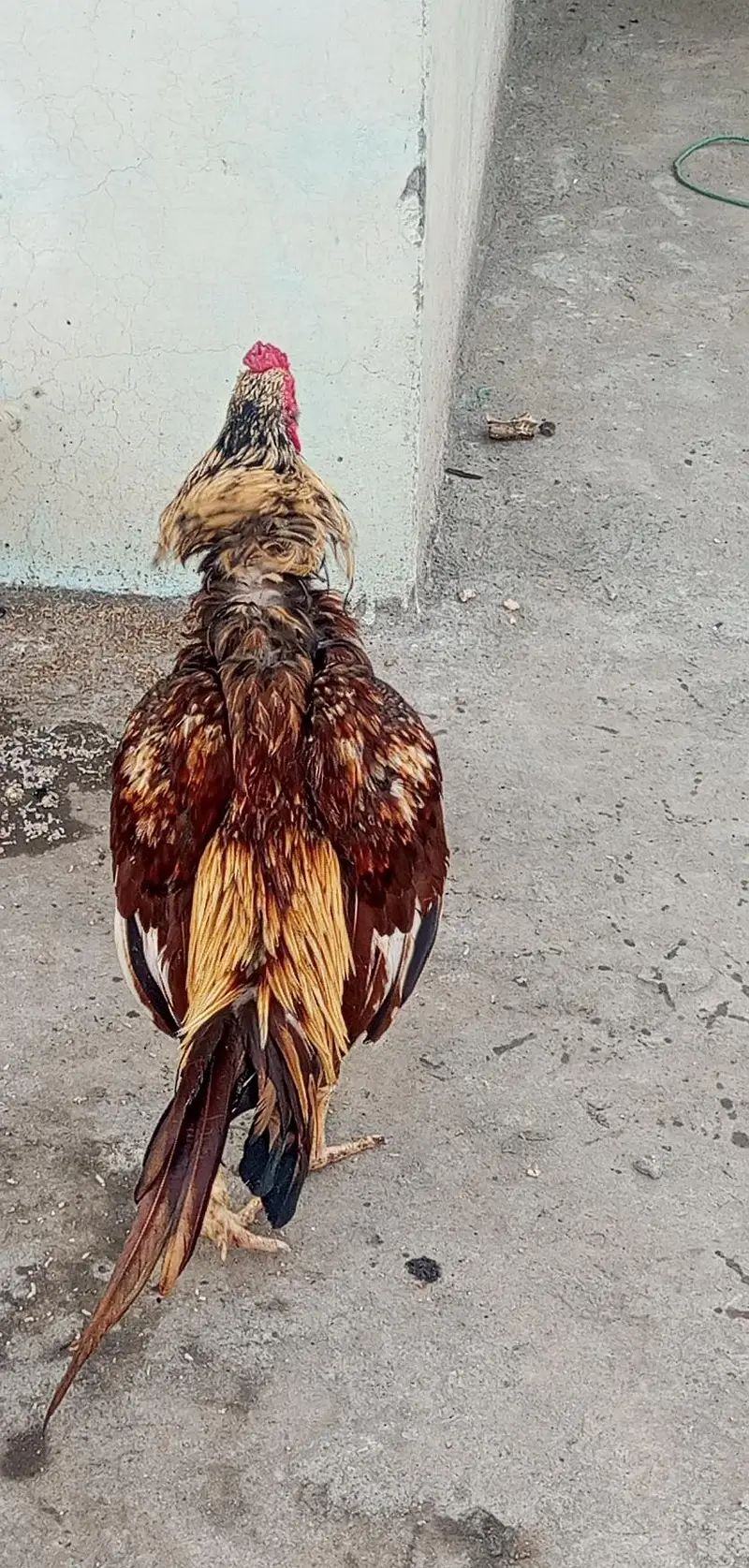 lackha mian wali aseel male for sale — photo 3