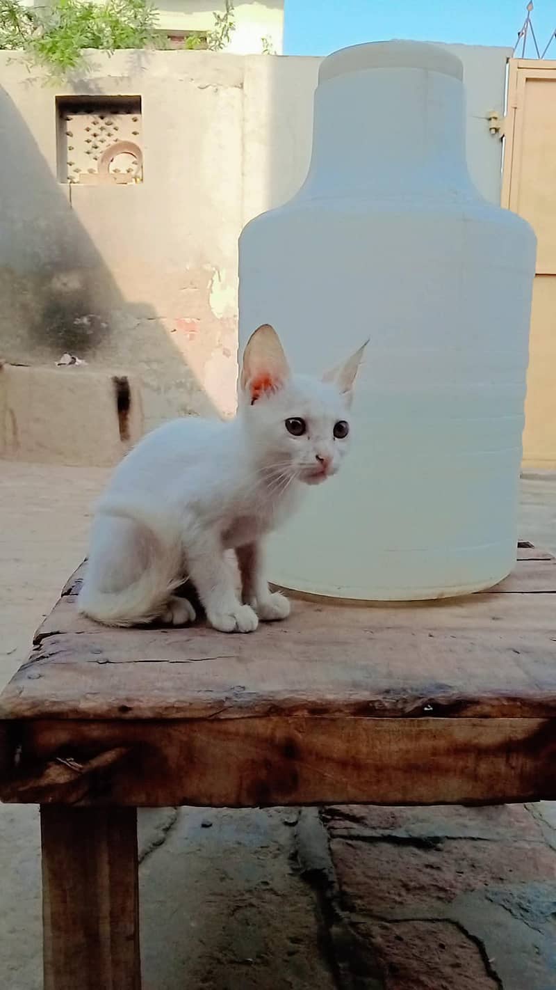white 0