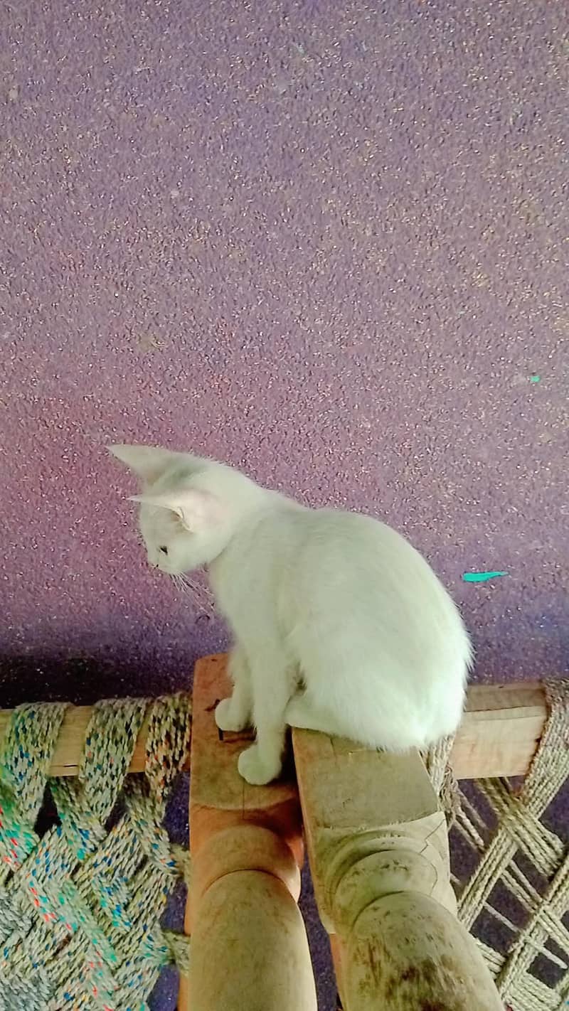 white 3