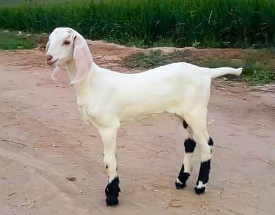 Gulabi Bakra For Sale