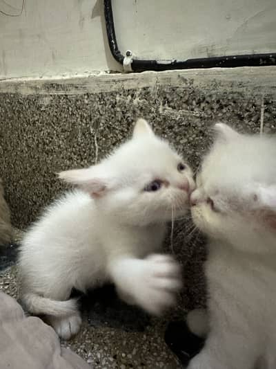 Kitten