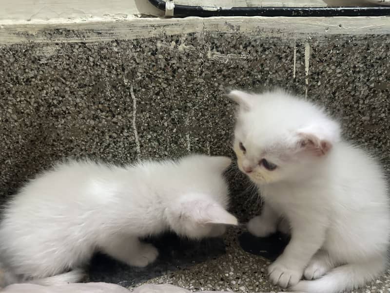 Kitten 1