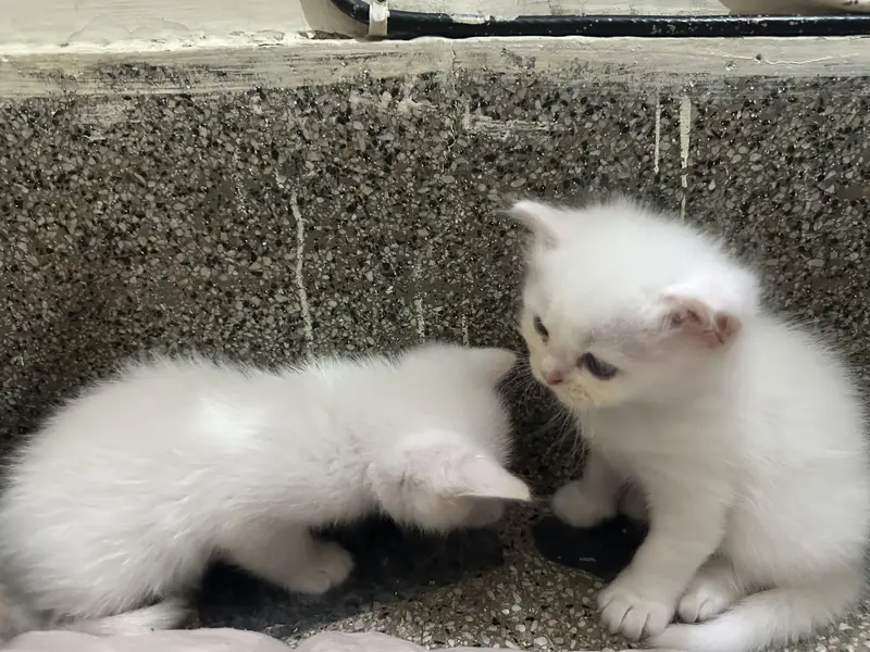 Kitten — photo 2