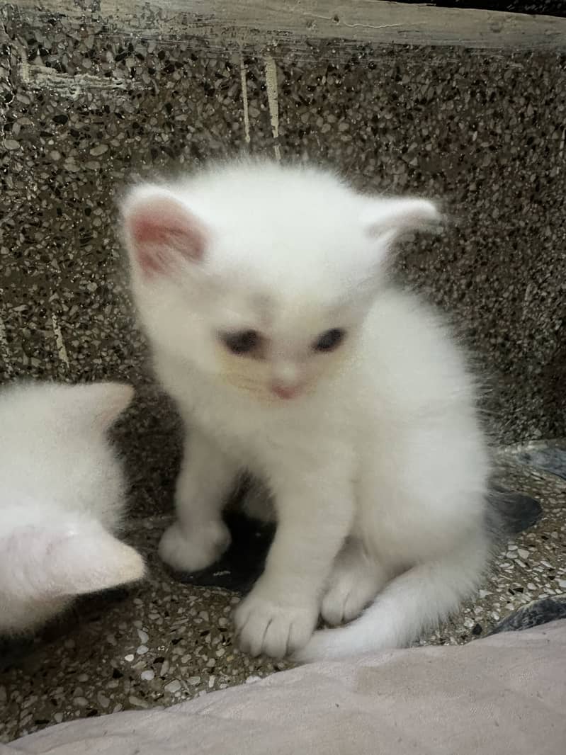 Kitten 2