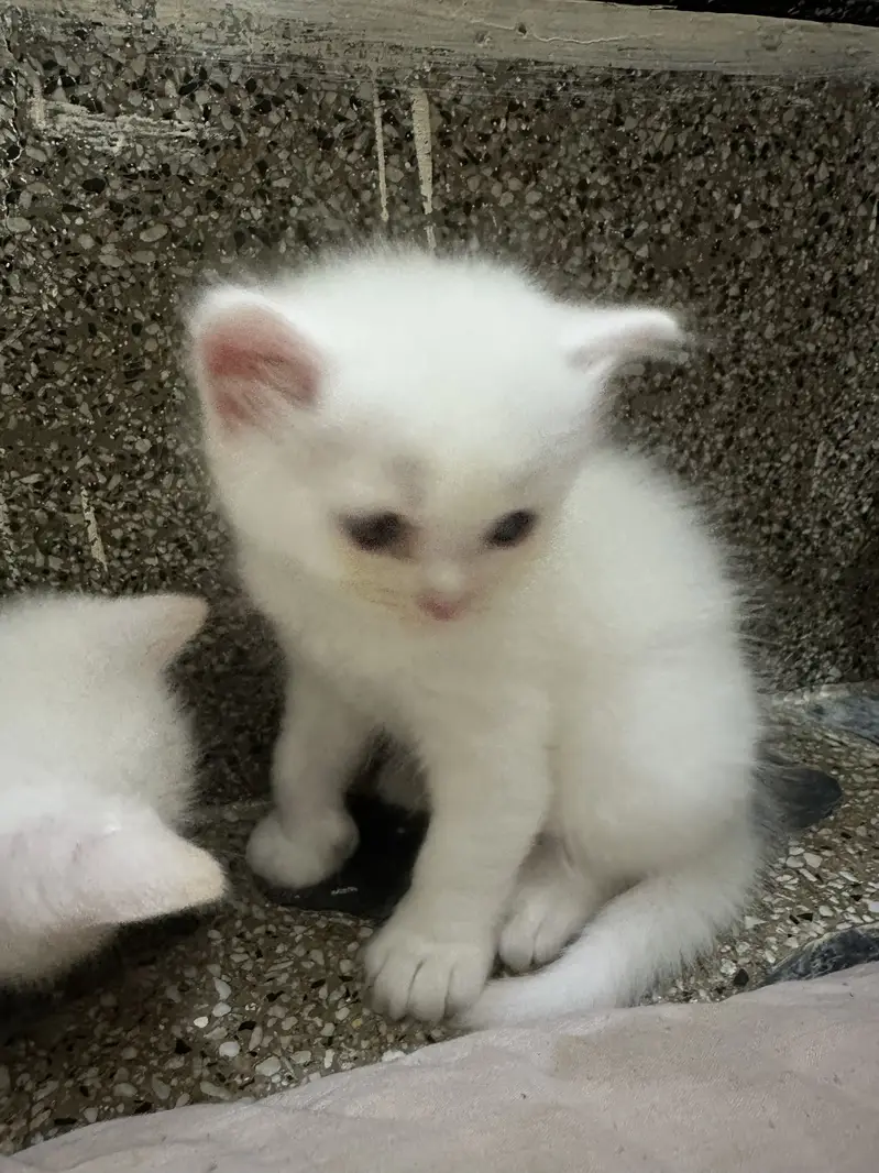 Kitten — photo 3