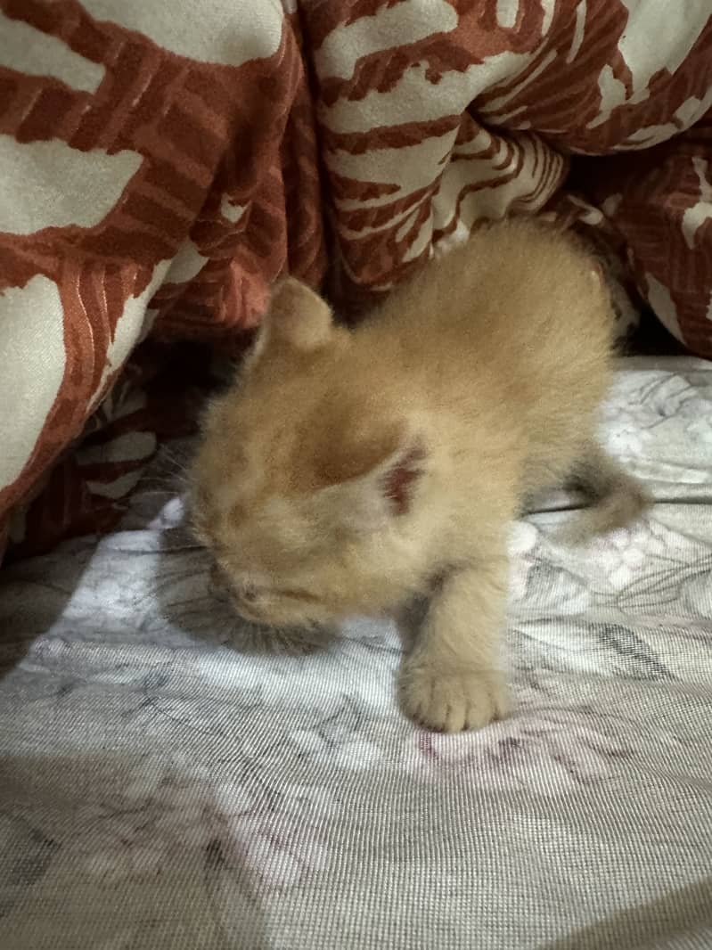 Kitten 3