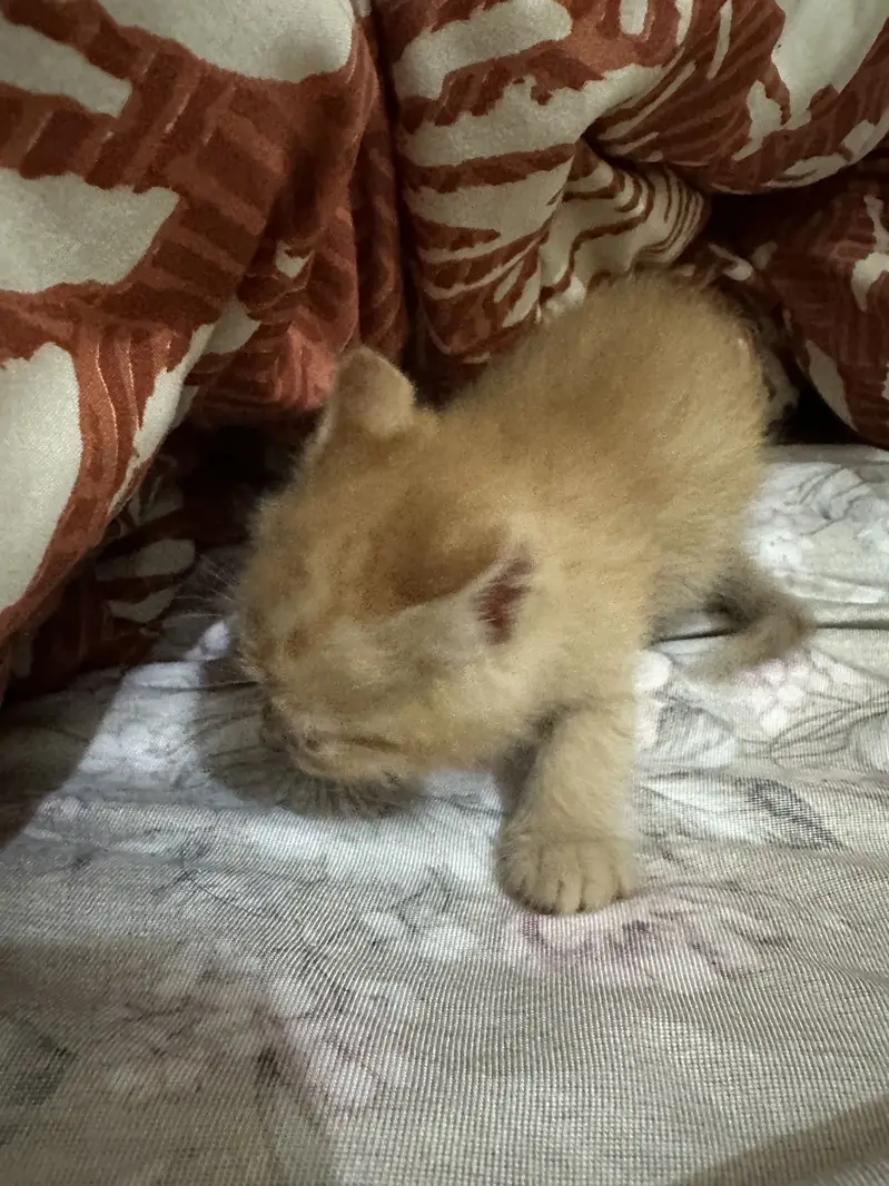 Kitten — photo 4