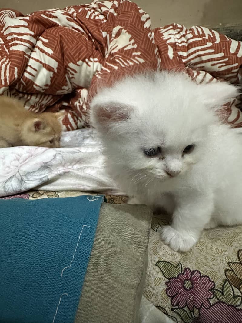 Kitten 4