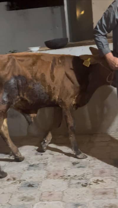 18 Months Healthy Bull For Sale