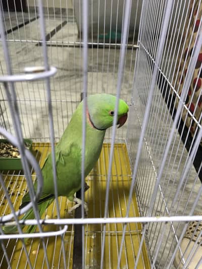 Green ringneck Parrot