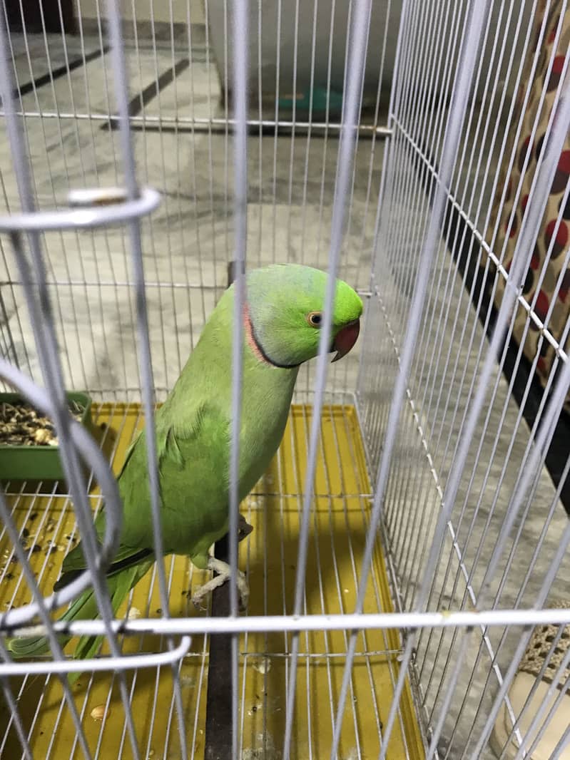 Green ringneck Parrot 0
