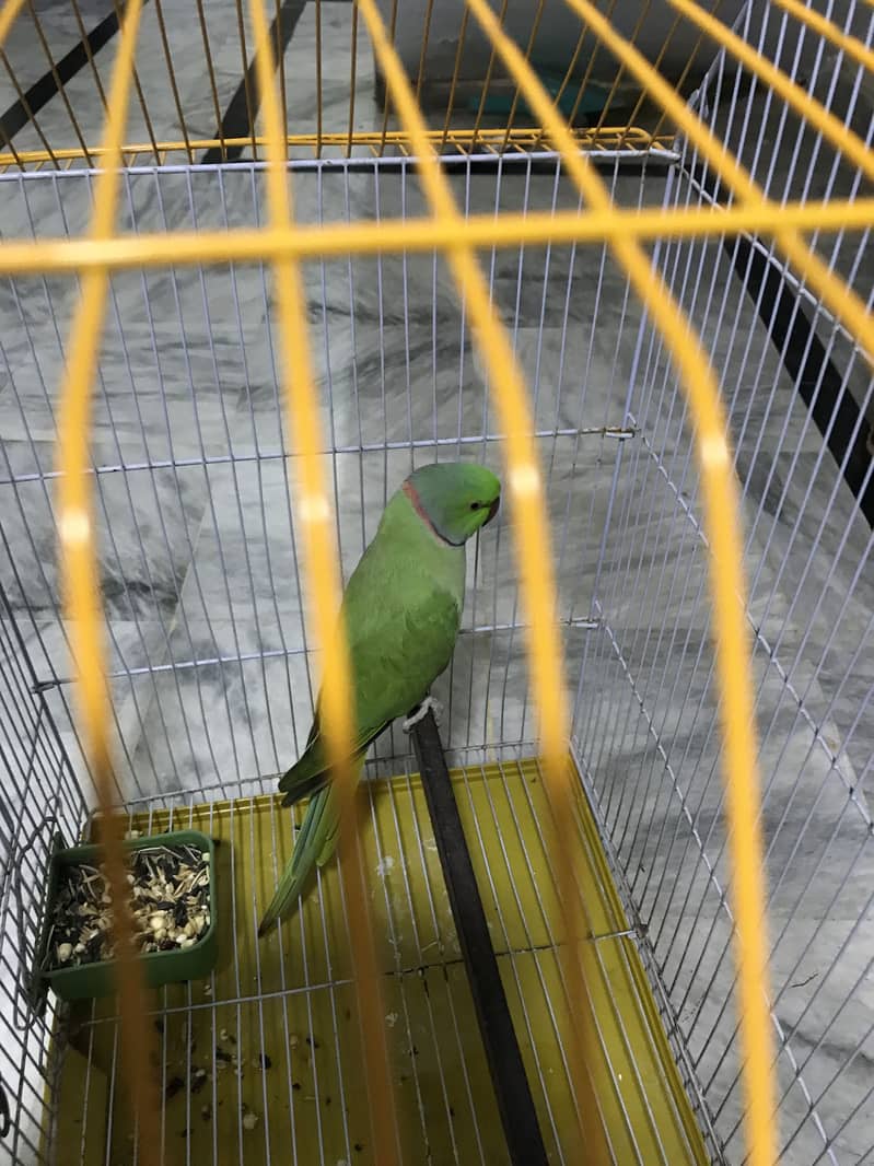 Green ringneck Parrot 1