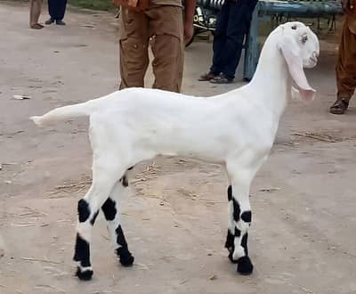 Gulabi Bakra For Sale Urgent