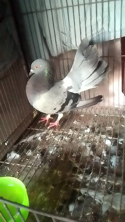 laka male for sell 0312/496/21/95