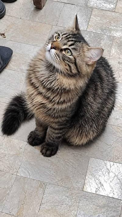 Persian mix Tabby cat