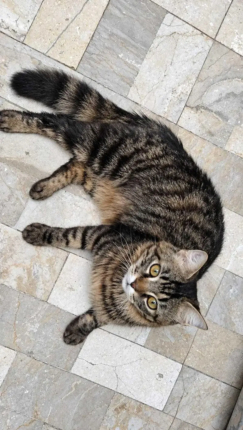Persian mix Tabby cat — photo 2