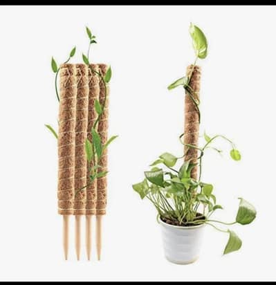 Plant moss stick - coconut stick 2ft and 3ft