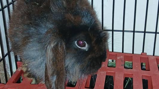 Half Loop Rabbit for Sale