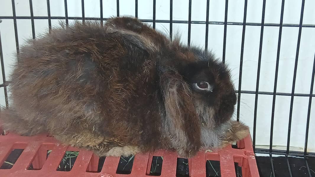 Half Loop Rabbit for Sale 1