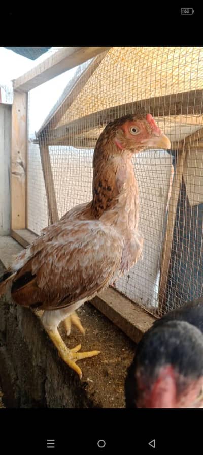 aseel murgi an urgent sale