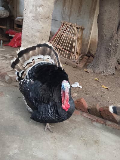 turki bird breader pair